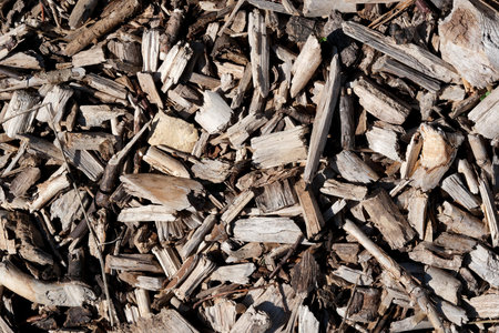 Ground covered with a rich layer of natural wood mulch, showing earthy tones.