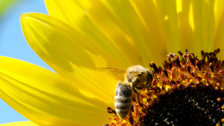 A bee busily collects nectar from a bright sunflower on a sunny day.の写真素材