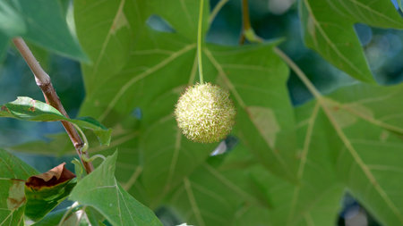 A round green seed pod dangles from a branch surrounded by vibrant foliage.