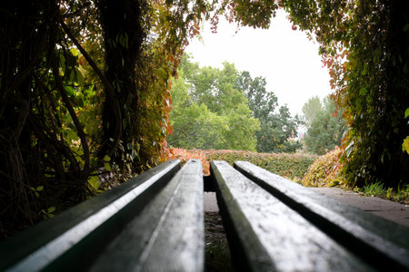 A quiet park bench invites relaxation amidst lush green and vibrant nature.の写真素材