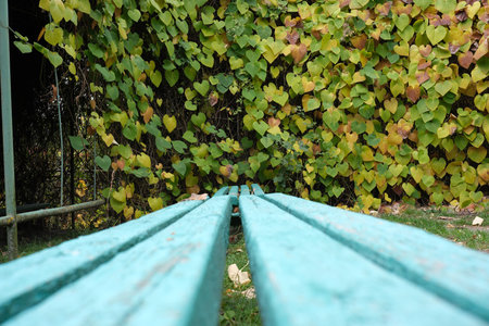 A bright blue bench stands in a peaceful spot surrounded by lush green leaves.の写真素材
