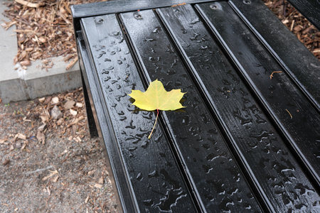 A bright yellow leaf sits alone on a shiny black bench in a quiet park.の写真素材