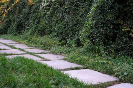 A tranquil pathway lined with concrete slabs leads through vibrant green foliage.