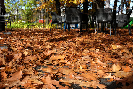 Golden leaves cover the ground as chairs sit empty in a serene outdoor space.