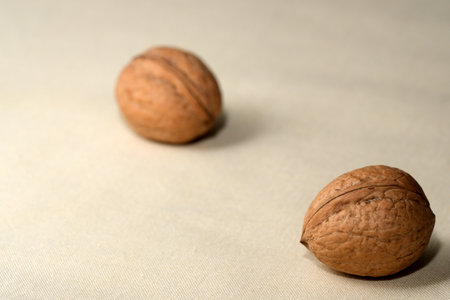 Two brown walnuts sit calmly on a light, textured surface, basking in gentle light.の写真素材