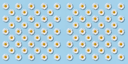 Bright white daisies with sunny centers create a joyful pattern on blue.の素材