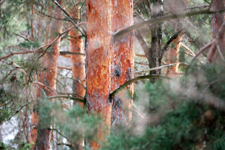 Soft rays of sunlight dance among tall trees, revealing nature's peaceful beauty.