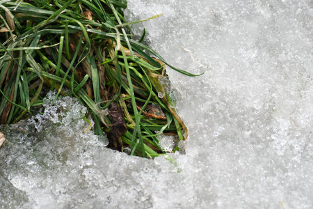 New grass emerges as snow melts under the gentle warmth of spring sun.の写真素材