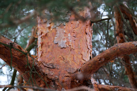 A close-up view of a textured tree trunk showcasing peeling bark in a calm forest.