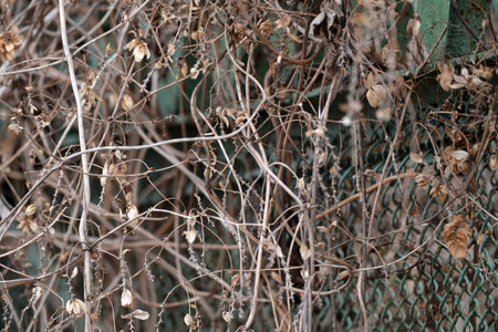 Vines and dried leaves wrap around a weathered fence, showing nature's decay.