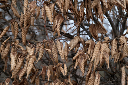 Branches bare of life showcase the beauty of dried leaves in winter.