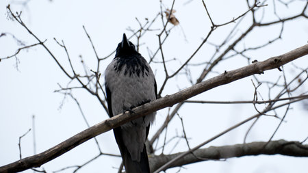 A crow stands alone atop a bare branch, its silhouette stark against a gray sky.の写真素材