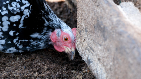 A black and white speckled hen digs in the soft soil, searching for tasty treats.の写真素材
