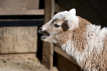 A playful lamb explores its farm surroundings on a bright afternoon.
