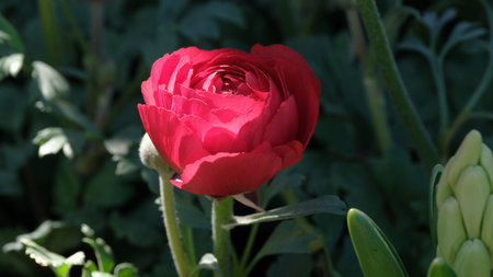 A striking red flower opens wide, basking in warm sunlight among lush greenery.