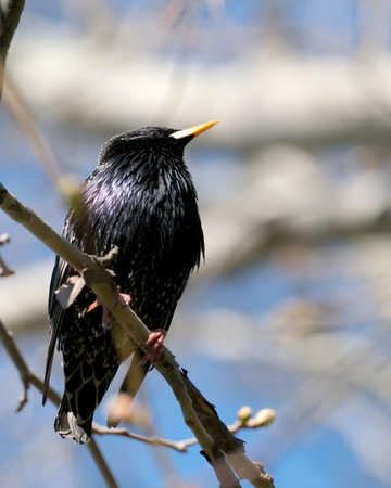 A blackbird stands elegantly on a tree branch, basking in the sun.