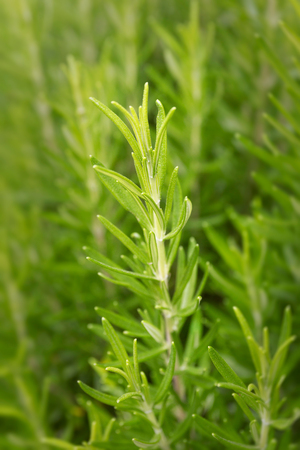 Fresh rosemary herb. Outdoor. Close up.の写真素材