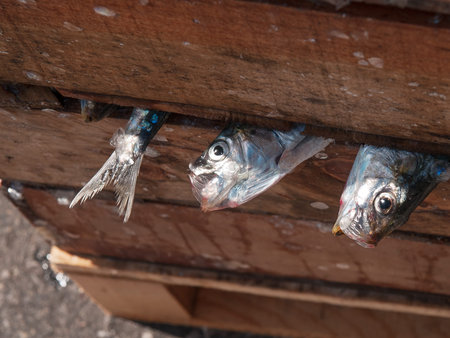 Captured sardines showing heads and fish tail on a wooden crate