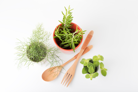 Aromatic fresh herbs. Spices for cooking.  Fennel, rosemay, peppermint. White backgroundの写真素材