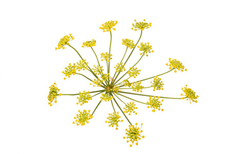 Fennel flower isolated on white background