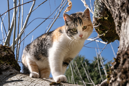Gray, white and orange cat on a oak tree on sunny dayの写真素材