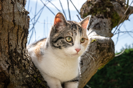 Gray, white and orange cat on a oak tree on sunny dayの写真素材