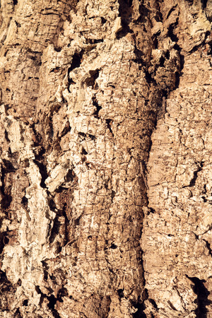 Cork Oak Tree texture background. Nature background. Wine industryの写真素材