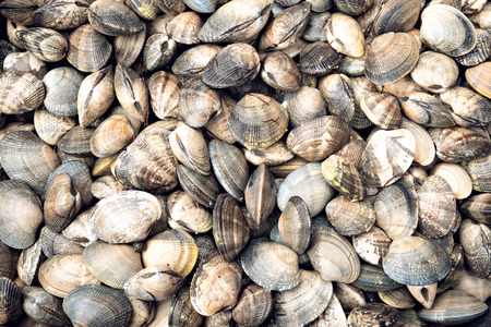 Fresh clams background. Rias Baixas, Galicia seafoodの写真素材