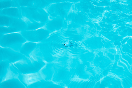 Cute Toy Fish on swimming pool. Swimming conceptの写真素材