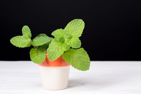 Peppermint isolated on white background. Mentha rotundifolia