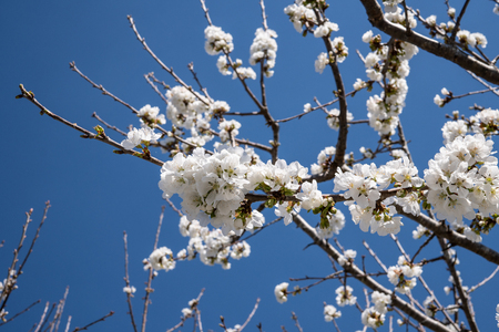 Branch of apple tree and white blossom flowers in sunny spring day. Blue sky backgroundの写真素材