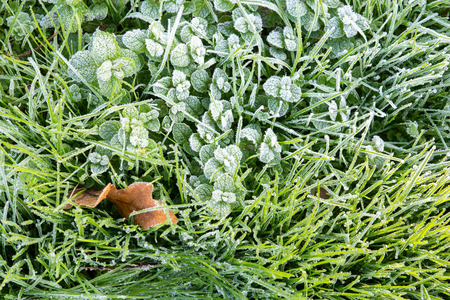 Morning hoar frost on the grass. Winter nature background. Top view close upの写真素材