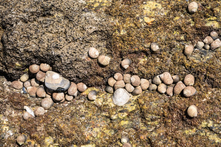 Group of Sea winkle on rock at low tide. Edible seashell. Littorina littorea. Galicia, Spain