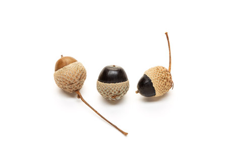 Three acorns isolated on white background. Quercus Seedの写真素材