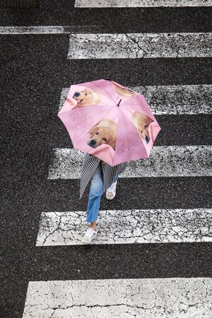 Scene of a woman with cute umbrella with dogs crossing the sidewalk. Top view. Rainy day conceptの写真素材