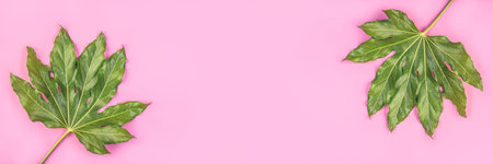Banner of green tropical leaves with raindrops on pink background. Copy space for textの写真素材
