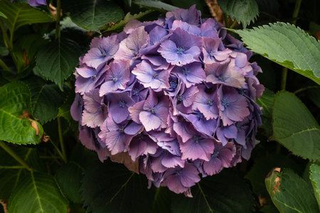 Purple Fresh Hydrangea. Gardening concept