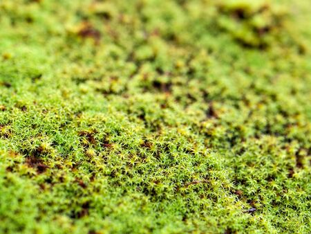 Bright green moss background. Shallow focusの写真素材