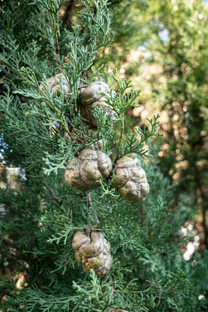 Cypress tree with cones. Cupressaceae