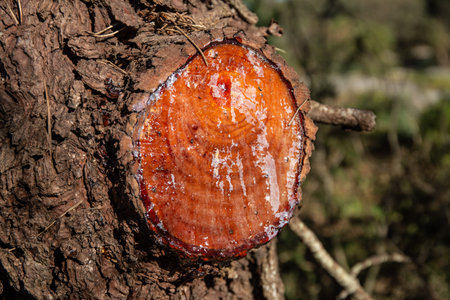 Cut pine branches and pine resin close up