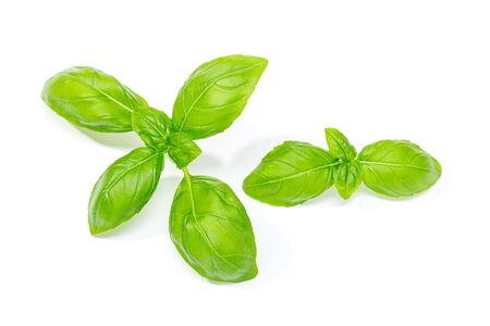 Fresh basil herb isolated on white background. Ocimum basilicumの写真素材