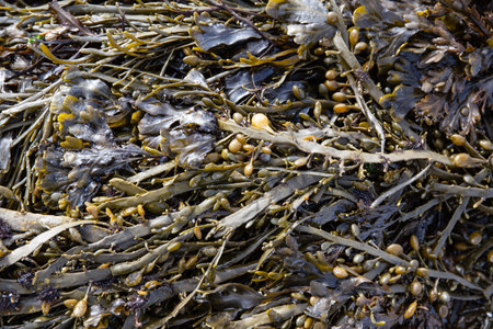 Bladder wrack seaweed background on outdoor. Fucus vesiculosus