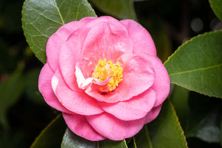 Beautiful Pink camellia flower on tree. Rose of winterの写真素材