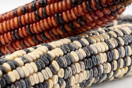 Close up of white, purple and red corn. Raw maizeの写真素材