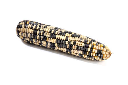 Cob of white and purple corn isolated on white background. Raw maizeの写真素材
