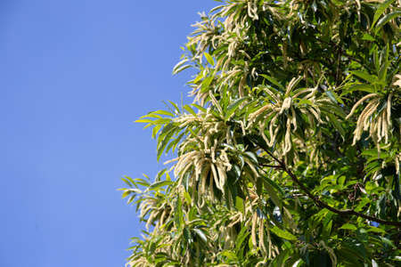 Beautiful Chestnut Tree in Full Bloom on blue sky. Copy spaceの写真素材
