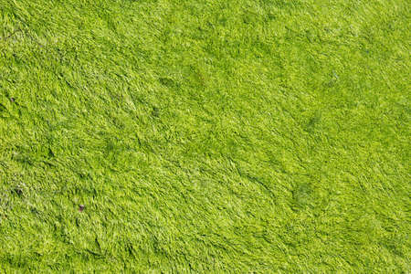 Abstract green algae background textureの写真素材