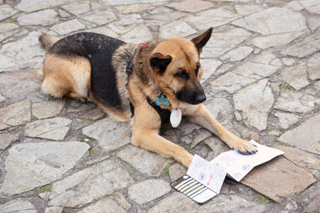 Santiago de Compostela, Spain; august 3, 2021: Pilgrim dog looking at The Compostela a document of the accreditation of the pilgrimage to Santiago de Compostela. Camino de Santiago for pets conceptのeditorial素材