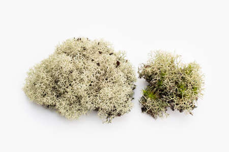 Lichen isolated on white background. Evernia prunastriの写真素材