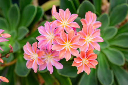 Lewisia cotyledon flowers growing on outdoor garden. Siskiyou lewisia